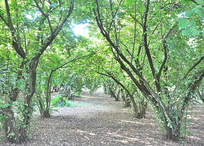 Montecasciano - Primula 度假居