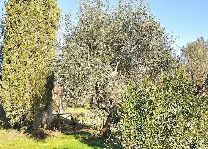 Montecasciano - Primula